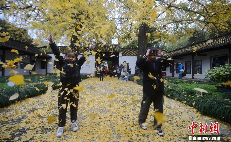 古城扬州百年银杏树身披“黄金甲”