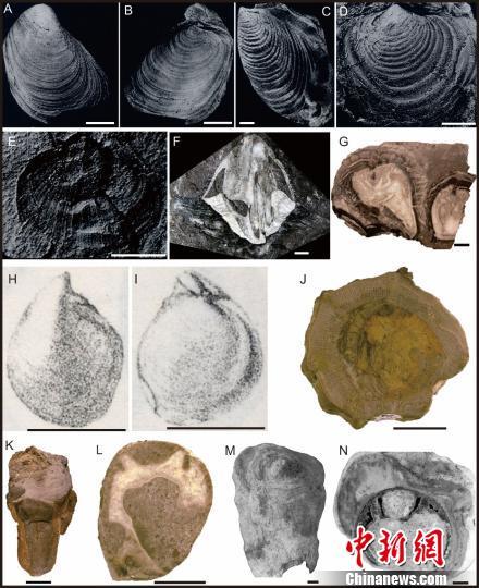 中国科学家通过双壳类化石见证印度板块晚中生代“漂移”过程