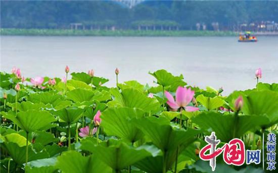 图说美丽新南京：金陵明珠玄武湖 