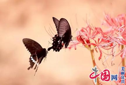 “中国张渚第四届梁祝•爱情文化节”延期至10月19日举行